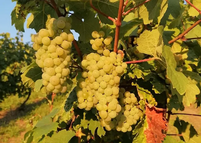 - Eg Mosel- & Weinquartier, Terrasse, Parkplatz, Moderne Kueche Bis 4 Personen